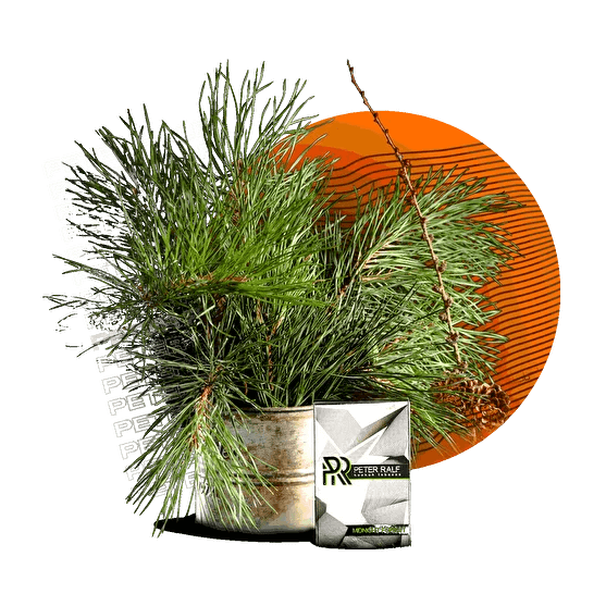 Табак Peter Ralf - Midnight Forest (Полуночный Лес, 50 грамм) купить в Краснодаре