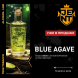 Табак Jent - Blue Agave (Текила Бум, 25 грамм) купить в Краснодаре